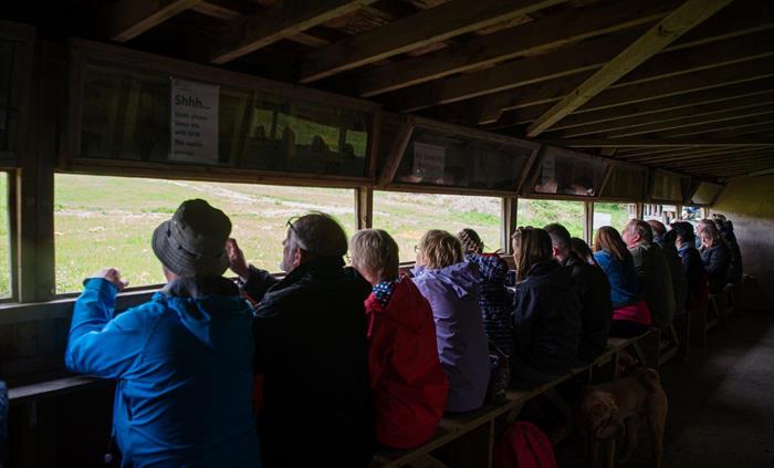 Gigrin Red Kite Feeding Centre